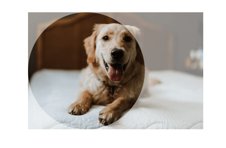 imagem retangular horizontal de um cachorro recortada em formato circular com o foco na esquerda da foto