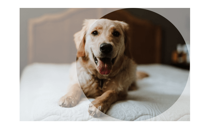 imagem retangular horizontal de um cachorro recortada em formato circular com o foco na direita da foto